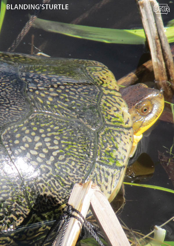 Blanding's turtles are one of two turtle species in Iowa that can retreat totally into its shell! More cool things you should know about Iowa's turtles | Iowa DNR